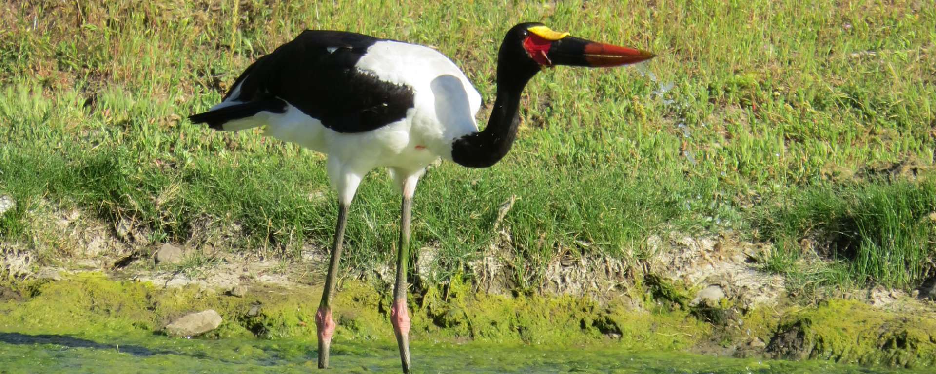 Saddle-bill Stork by Cheryl Crowley