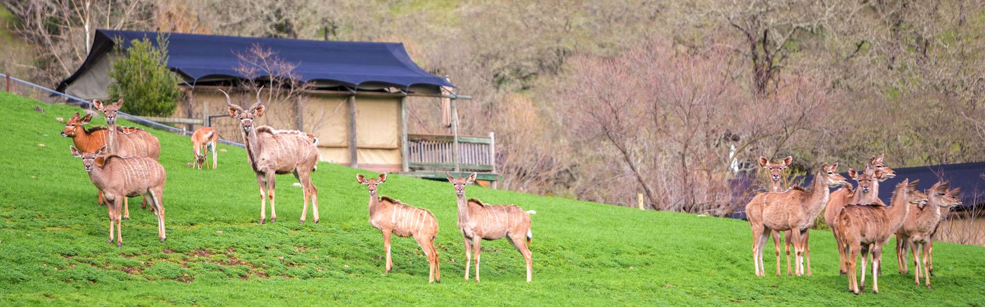Sonoma Serengeti Kudu