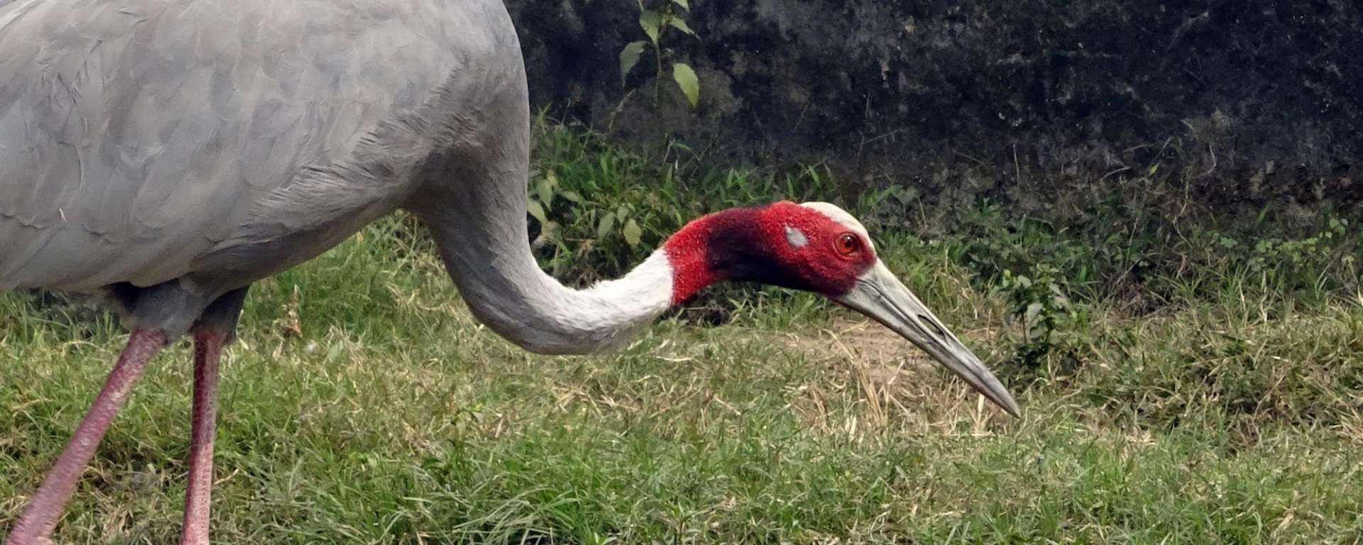 Sarus Crane