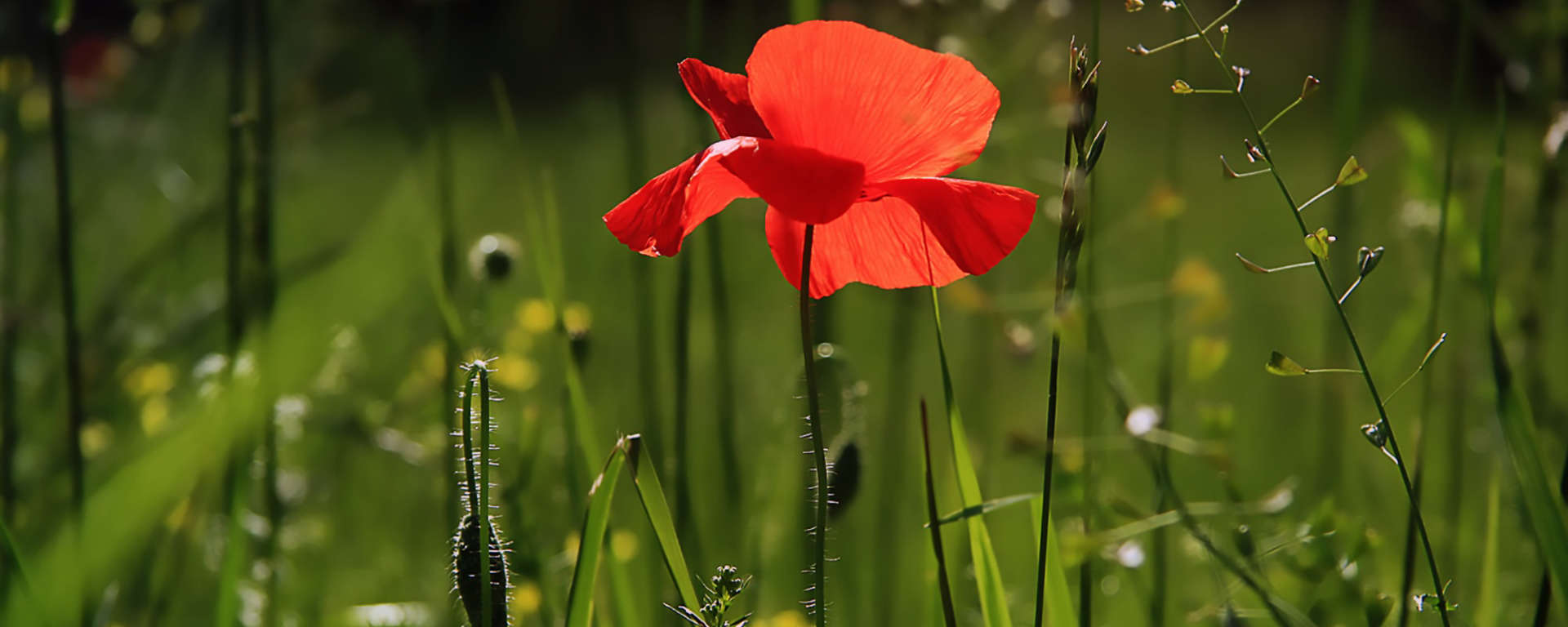 Save Nature flower