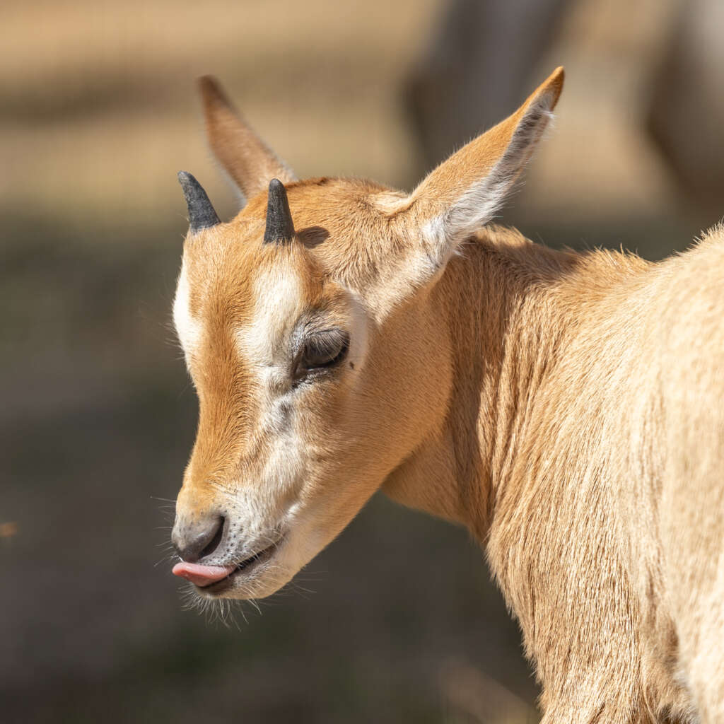 Scimitar-horned Oryx