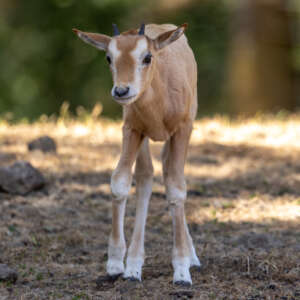 Scimitar-horned Oryx