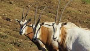 Scimitar-horned Oryx