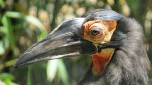 Southern Ground Hornbill