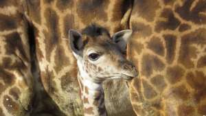 Tufani Junior Giraffe