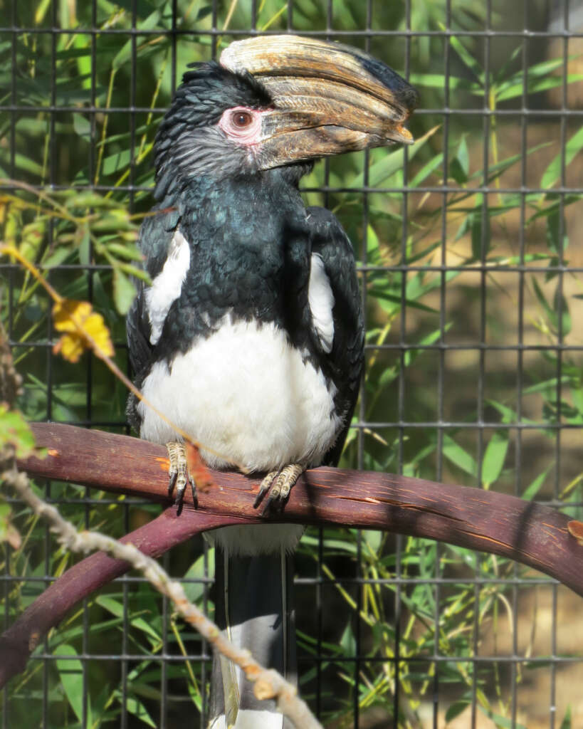 Trumpeter Hornbill