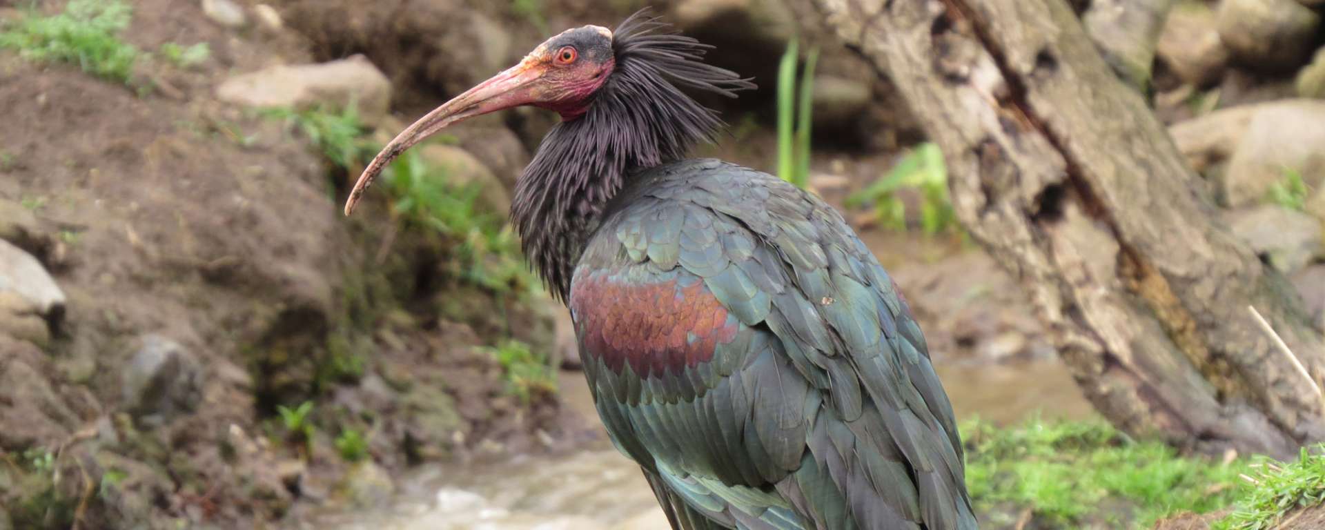 Waldrapp Ibis by Travis Murray