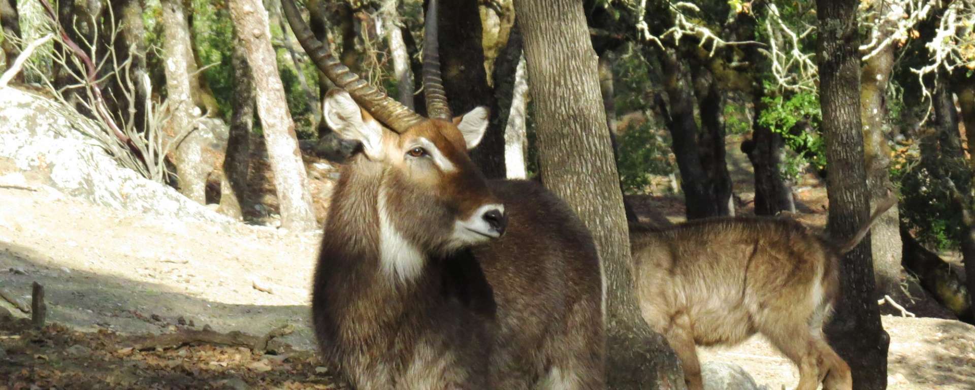 Waterbuck