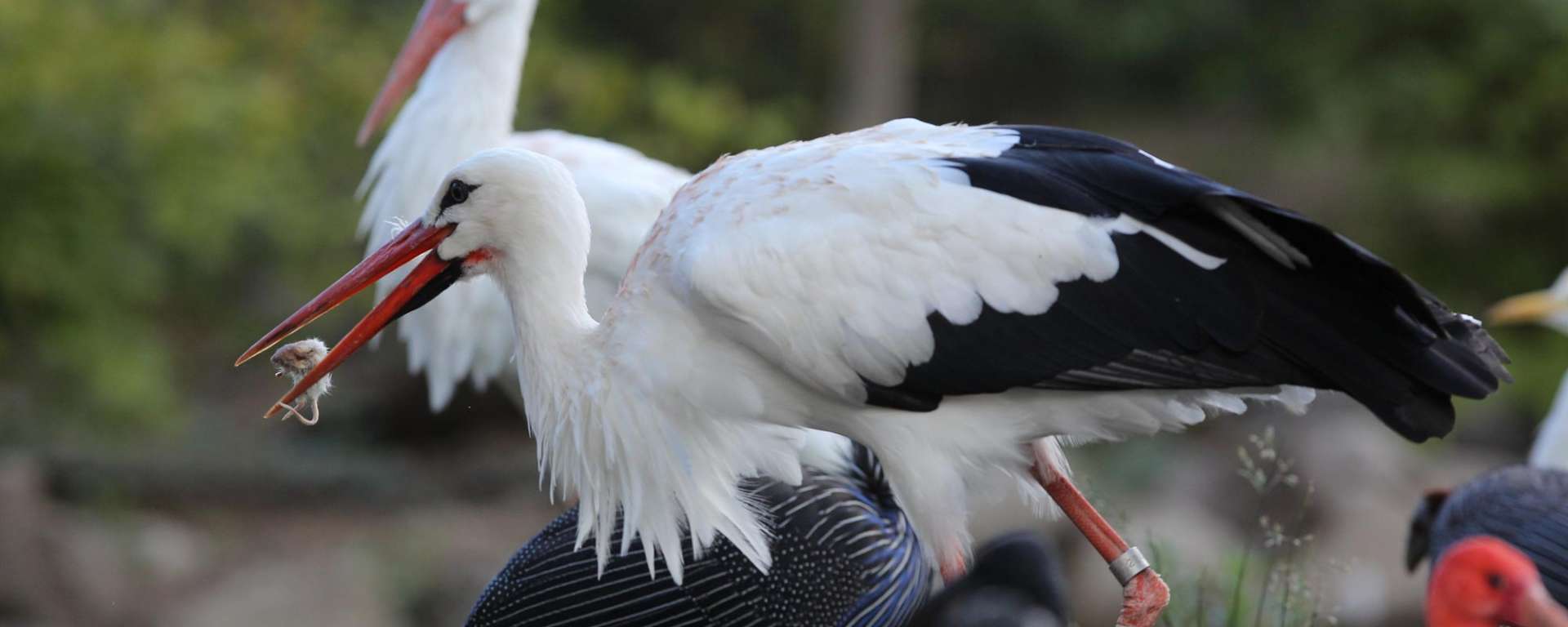 White Stork