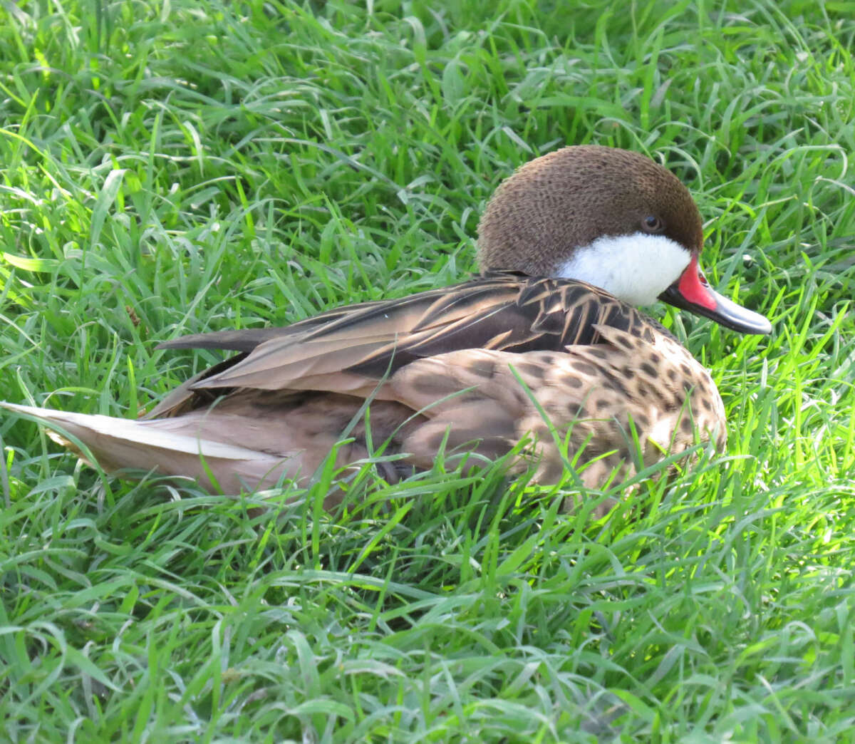 White-cheeked Pintail