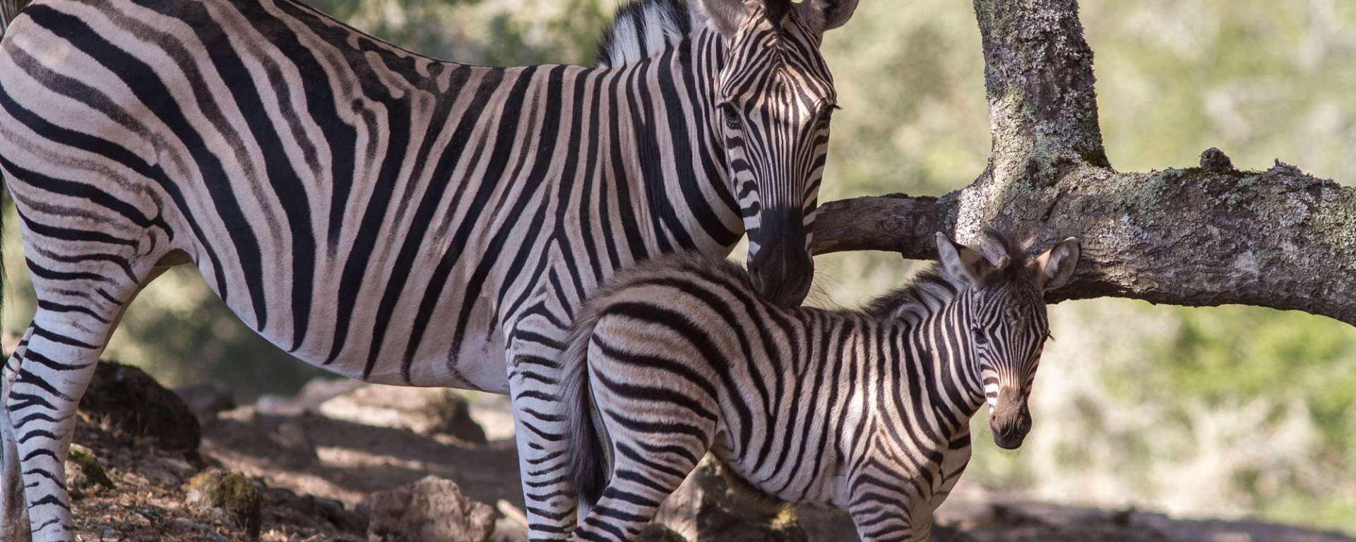 Zebra New Year