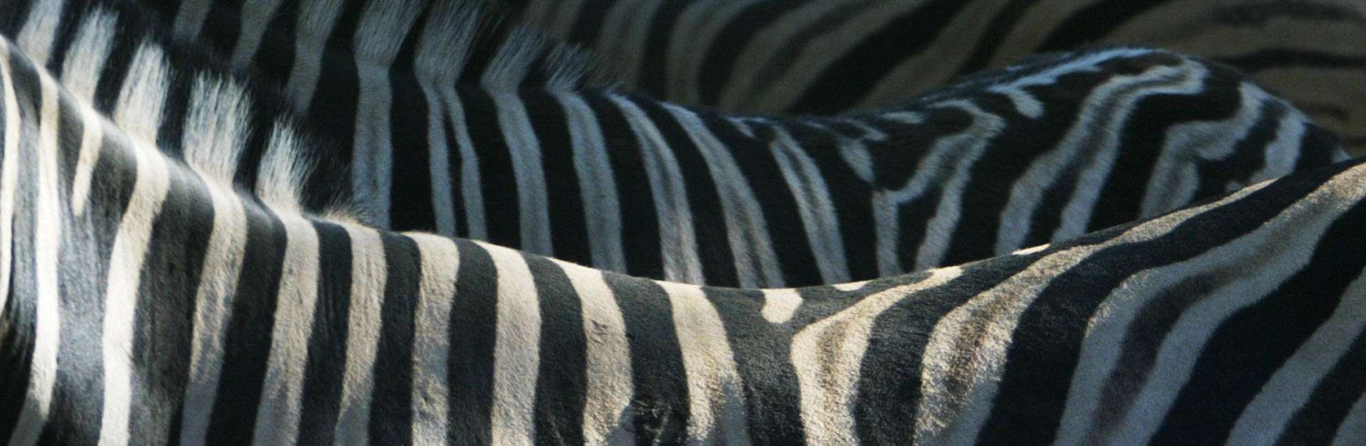Zebra Stripes