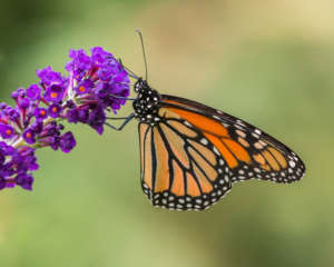 Monarch Butterfly