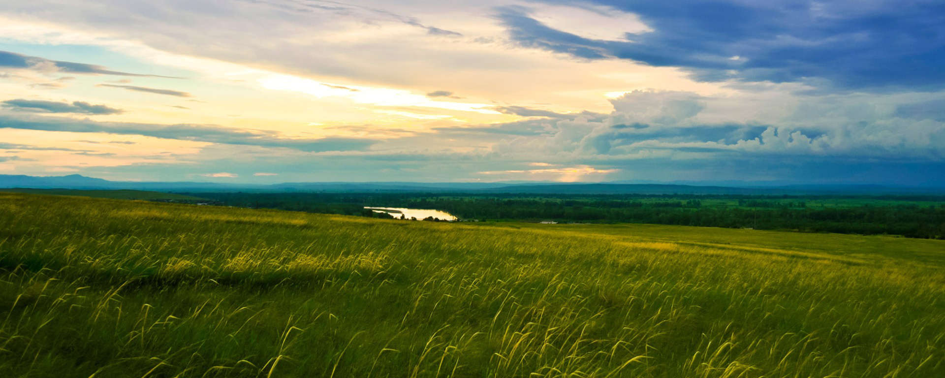Grassland Scene for Cal Academy