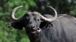 Cape Buffalo