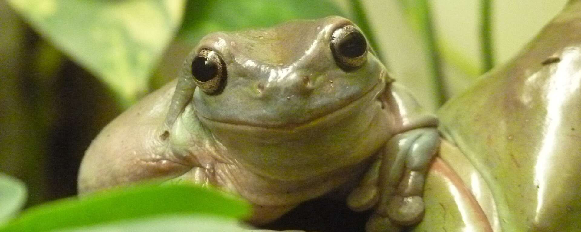 Tree Frog Treks