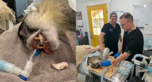 Dental work image of patas monkey