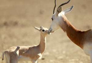 Dama Gazelle Baby