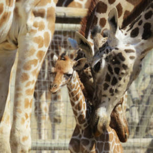 Baby Giraffe Tarra by Cheryl Crowley