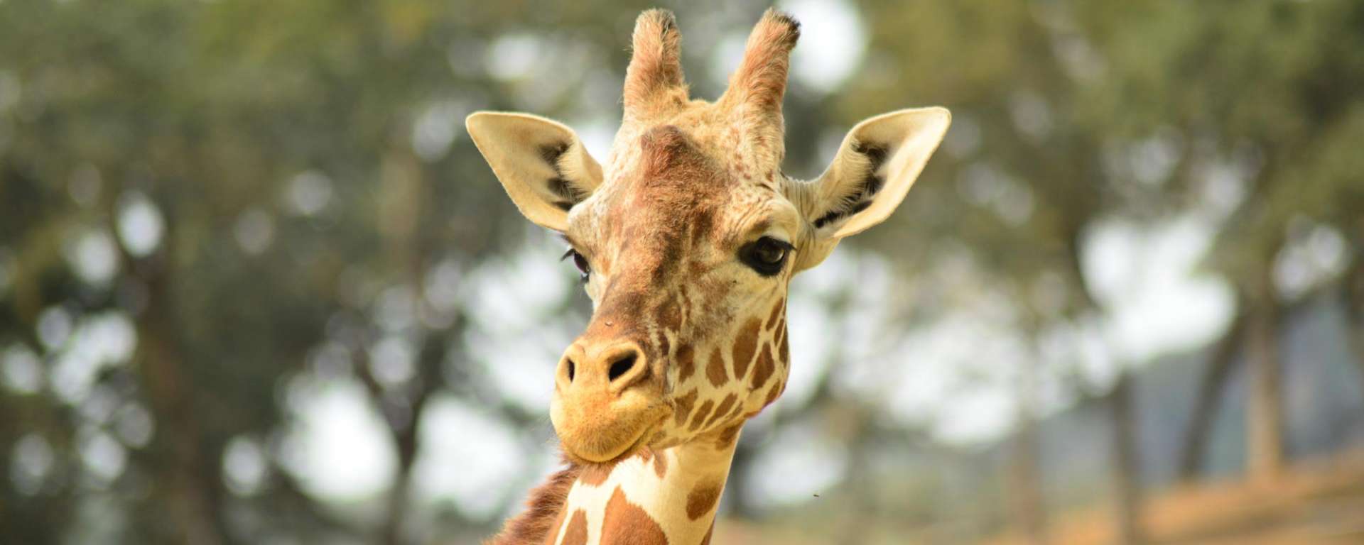 Reticulated Giraffe
