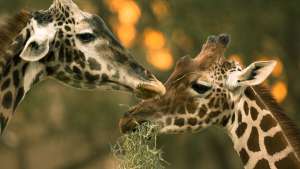 Giraffes