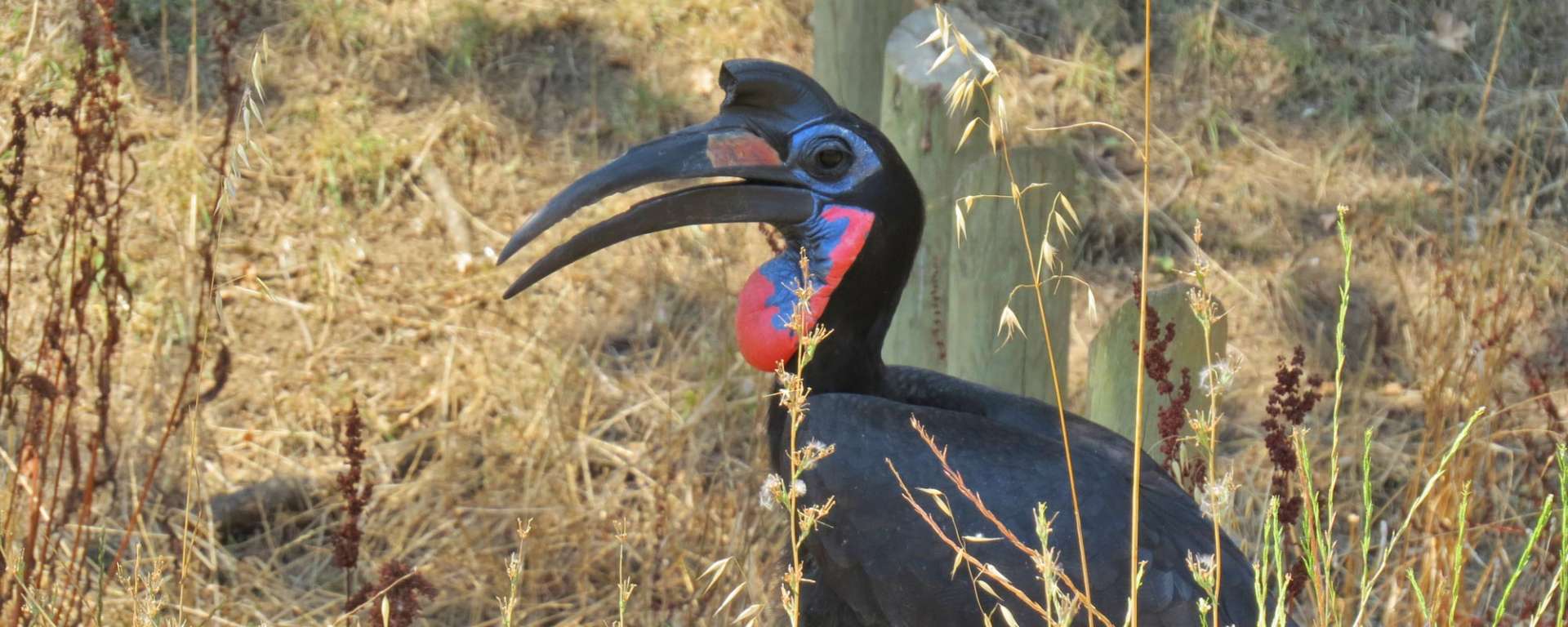 Abyssinian Hornbill