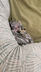 kookaburra chick