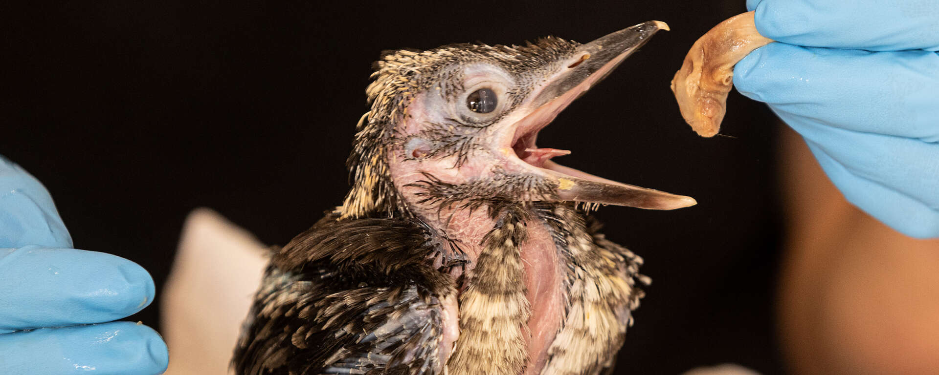 kookaburra chick
