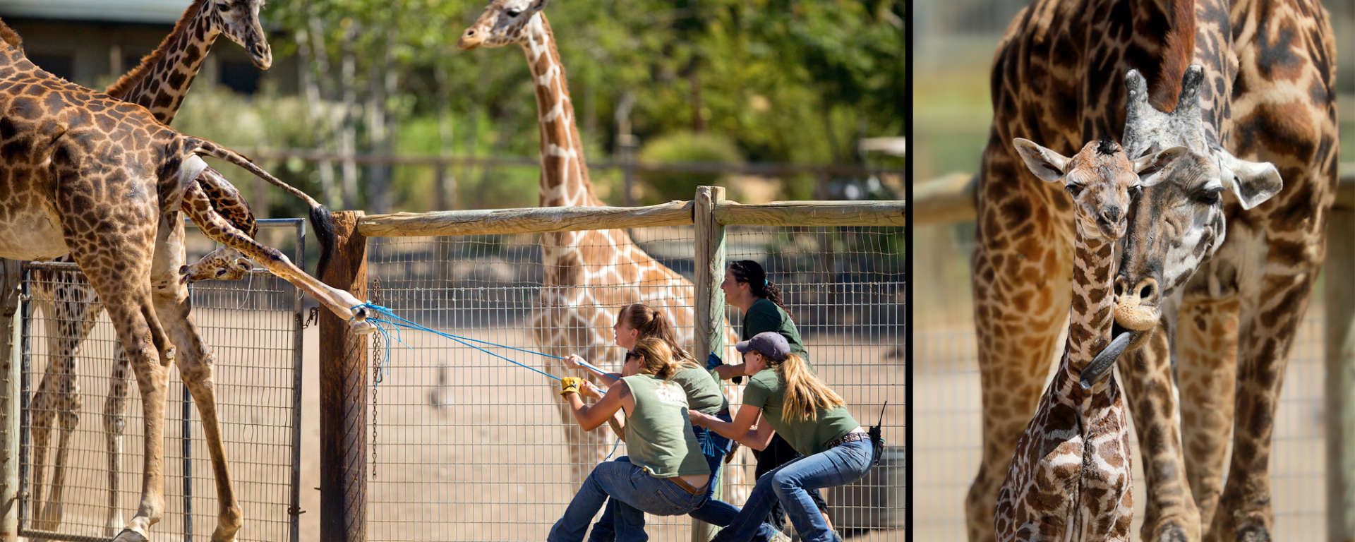 Giraffe Birth by John Burgess