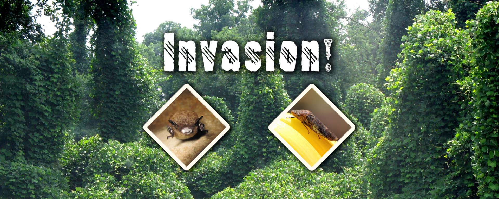 Invasion
