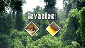 Invasion