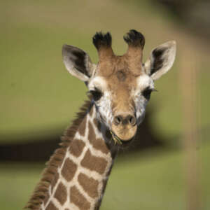 giraffe