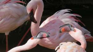 Safari Spotlight Lesser Flamingo