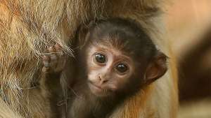 Patas Monkey Gizmo Jaxon