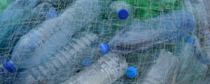 Plastic Bottle Pollution