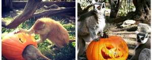 Primates and Pumpkins