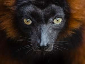 Red Ruffed Lemur