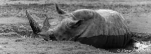 Rhino Nola