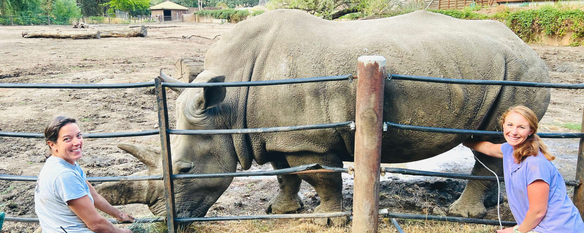 rhino ultrasound