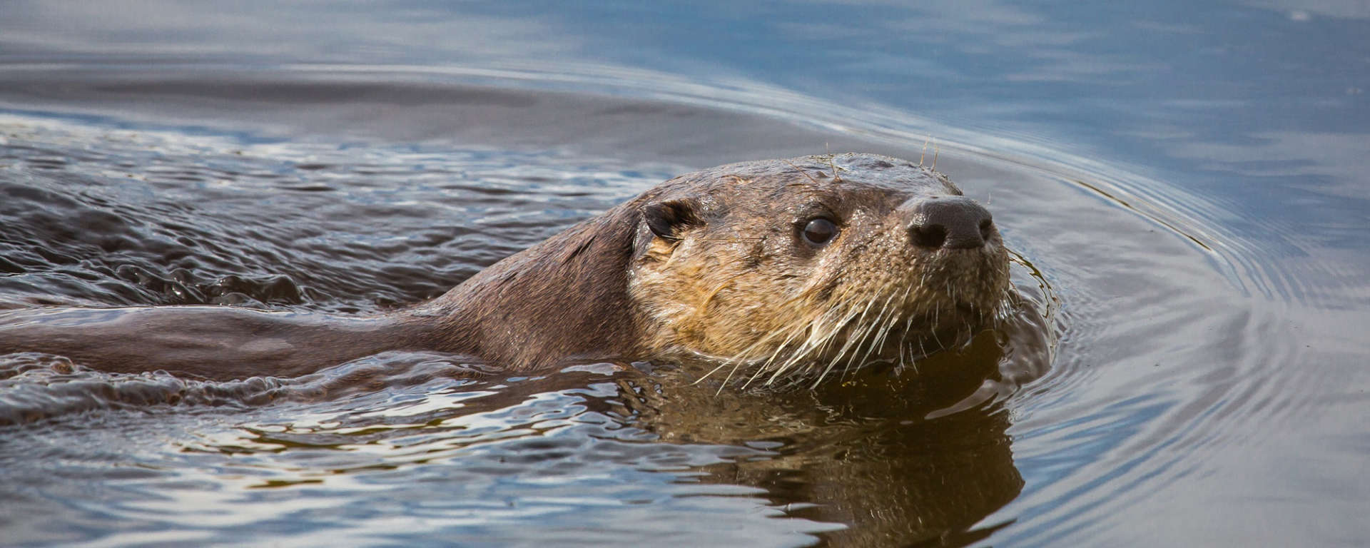 River Otter