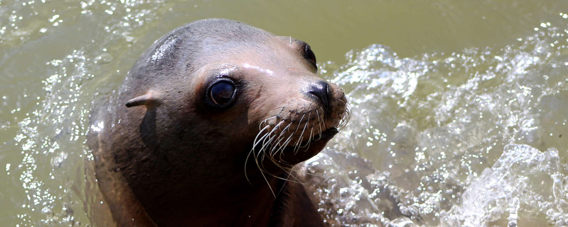 Sea Lion