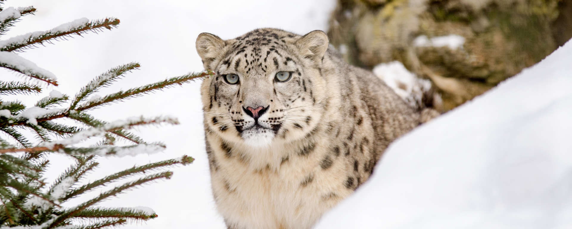Snow Leopard Conservancy
