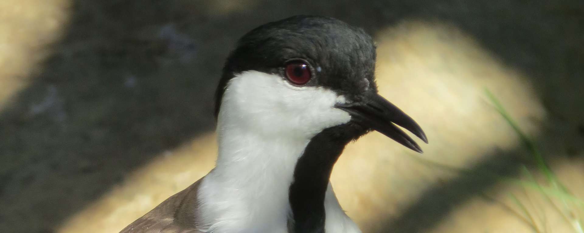 Spur-winged Lapwing by Cheryl Crowley