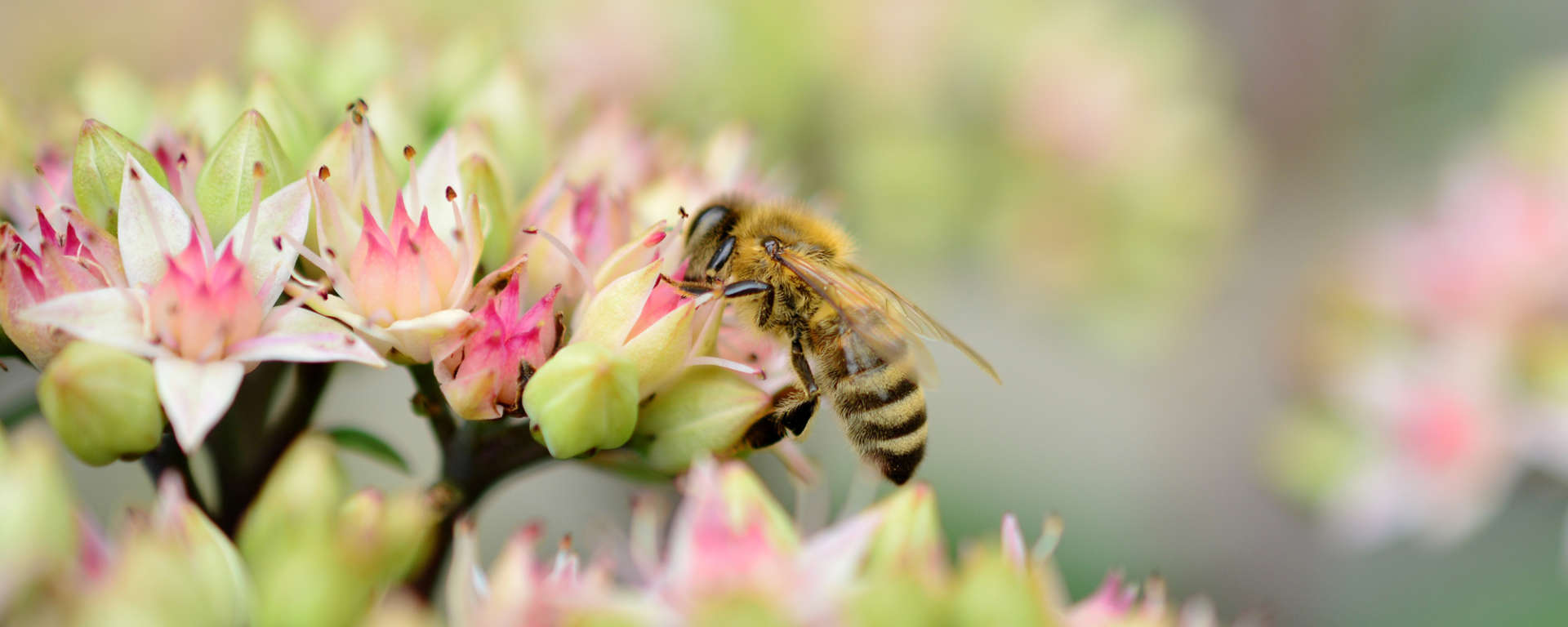 Honey Bee