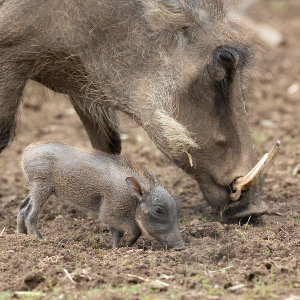 warthogs