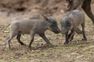 warthogs