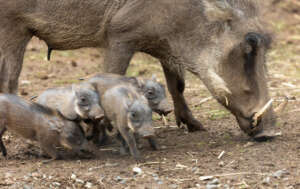 Warthog piglets photo by Mark Pressler