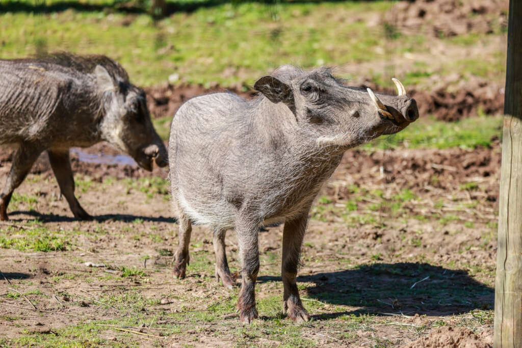 warthog